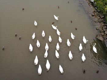 High angle view of swans swimming in lake