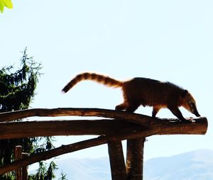 Side view of coati on wood against clear sky