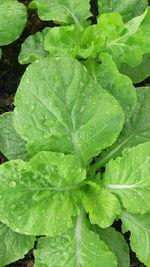 Close-up of raindrops on leaves