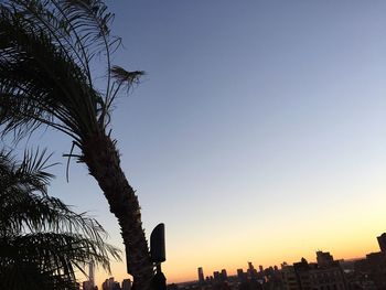 Low angle view of silhouette trees against clear sky