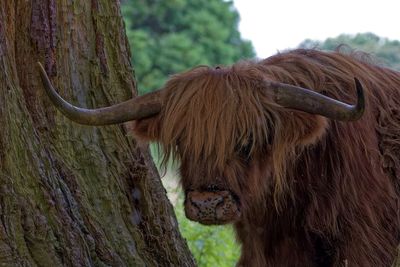Close-up of a highland coo
