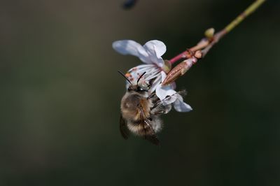 Close-up of bee pollinating on flower