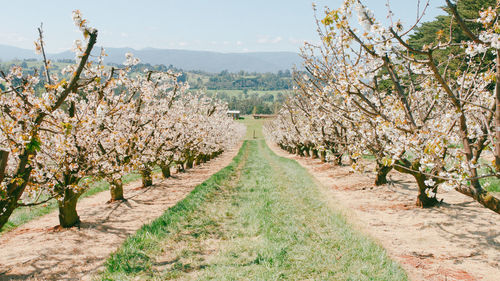 Scenic view of vineyard against sky