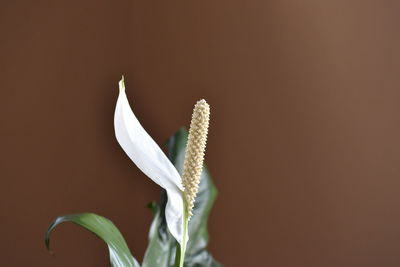 Close-up of flower against blurred background