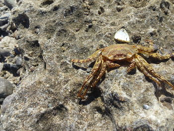 Close-up of crab on sand at beach