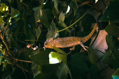 Close-up of lizard on plant