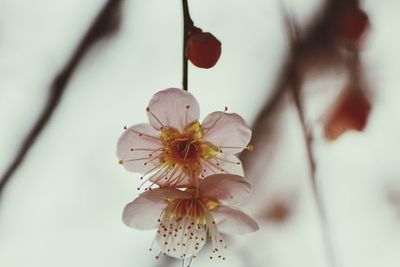 Close-up of cherry blossom