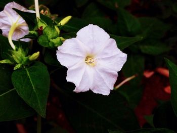 Close-up of white flowers