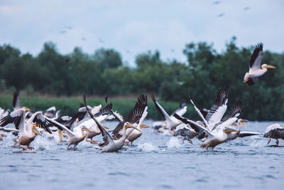 Pelicans flying over water