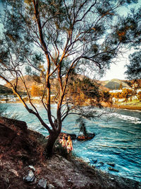 Bare tree by sea against sky