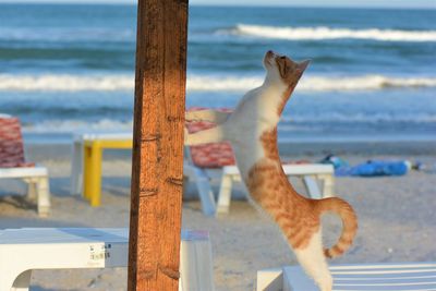 Cat on wooden post at beach