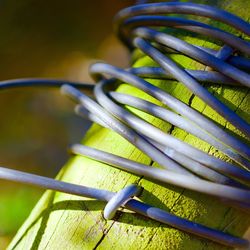 Close-up of wires on moss covered wooden post