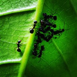 Close-up of insect on leaf