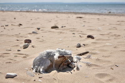 Partially decomposed or eaten dead seagull on beach. possible botulism, avian bird flu or pollution