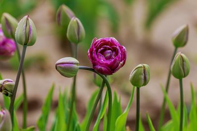 Close-up of pink flowering plant