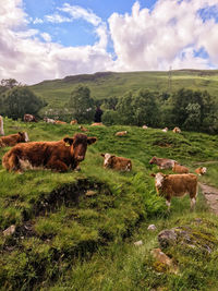 Scottish cows against highland hills
