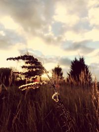 Close-up of plants on field against sky at sunset