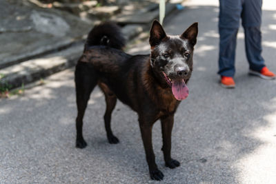 Portrait of dog standing on road in city