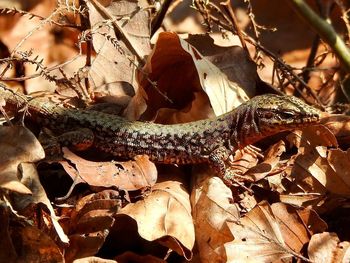 Close-up of lizard on tree