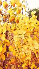 Close-up of yellow flowers