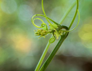 Close-up of green leaf