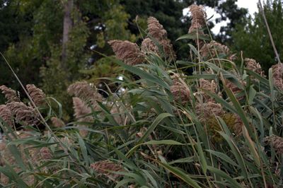 Close-up of fresh green plants