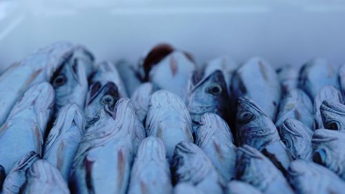 Close-up of a bird