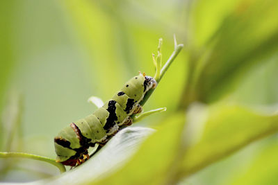 Close-up of insect on plant