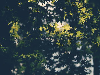 Flowers in forest