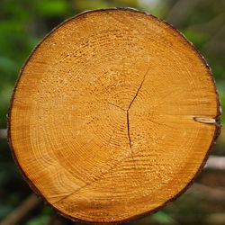 Close-up of tree stump