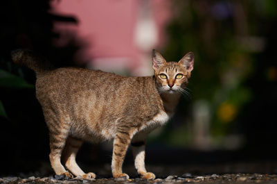 Portrait of cat standing outdoors