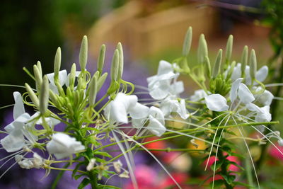 Close-up of white flowering plants on field