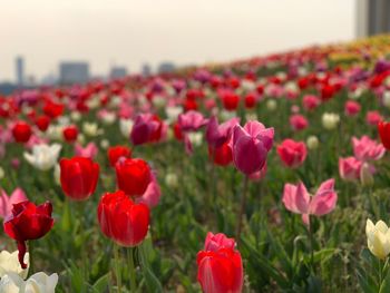 Close-up of red tulips in field