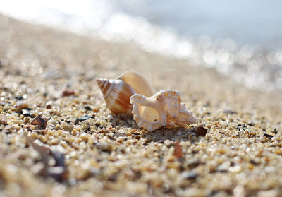 Close-up of seashell at beach