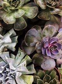 Full frame shot of succulent plant