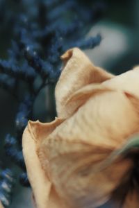 Close-up of white rose