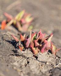 Close-up of pink flowers on land