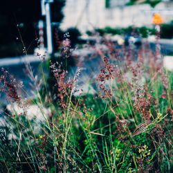 Close-up of flowering plants growing outdoors