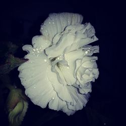 Close-up of raindrops on rose flower