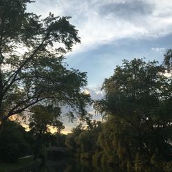 Low angle view of trees against sky