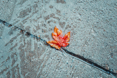 Beautiful old withered red yellow autumn maple leaf in puddle on ground under rain. fall  season