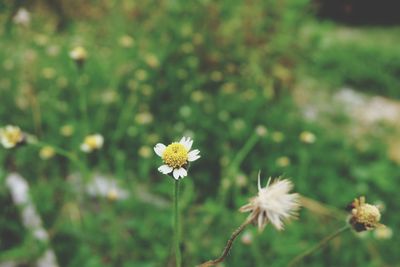 Close-up of white flowering plant on field