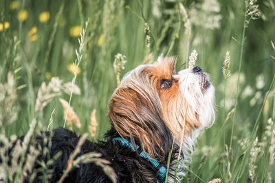Close-up of a dog on field