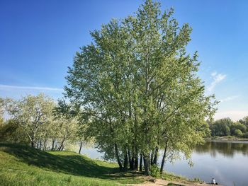 Tree by lake against sky