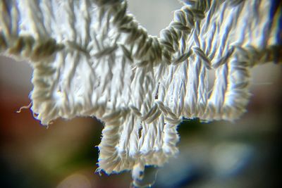 Close-up of flowers against blurred background