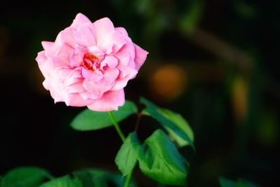 Close-up of pink rose