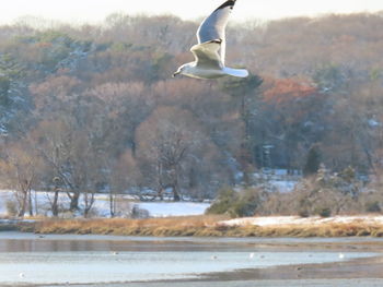 Bird flying over lake during winter