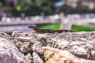 Close-up of lizard on rock