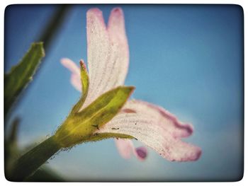 Close-up of flowers