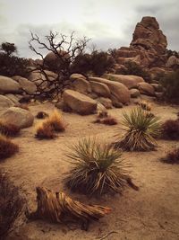Scenic view of landscape